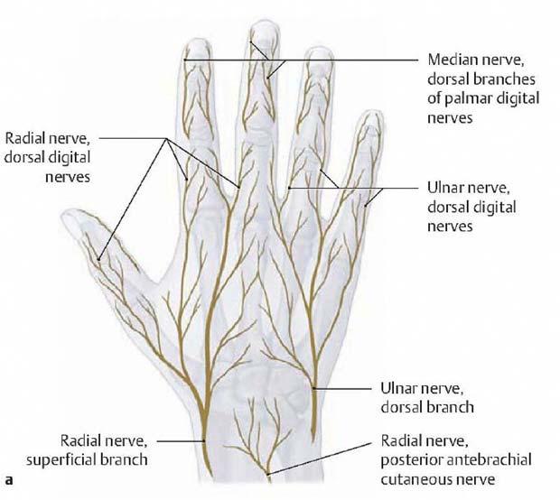 Medial half 4th digit Clinical Anatomy Radial Nerve Sensory only via superficial