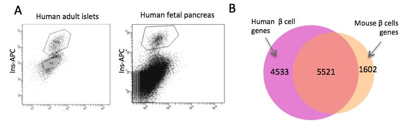 Figure 4-8 Continued Analysis of human β cells from fetal and adult