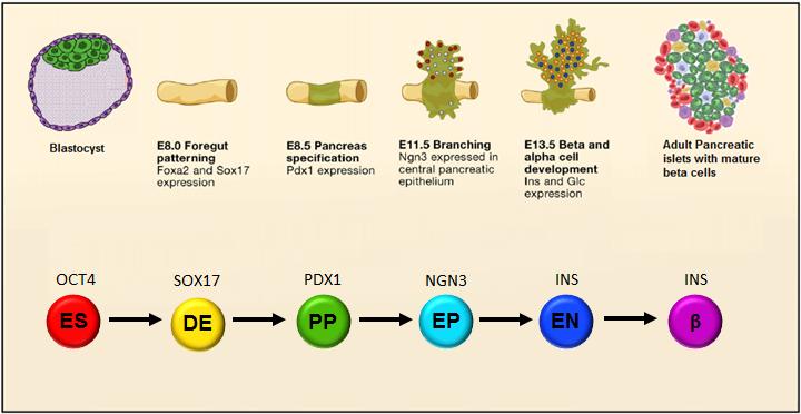 In contrast to early pancreatic development, little is understood about the signals that induce Ngn3 + progenitors and specify them into five different endocrine lineages 53-55.