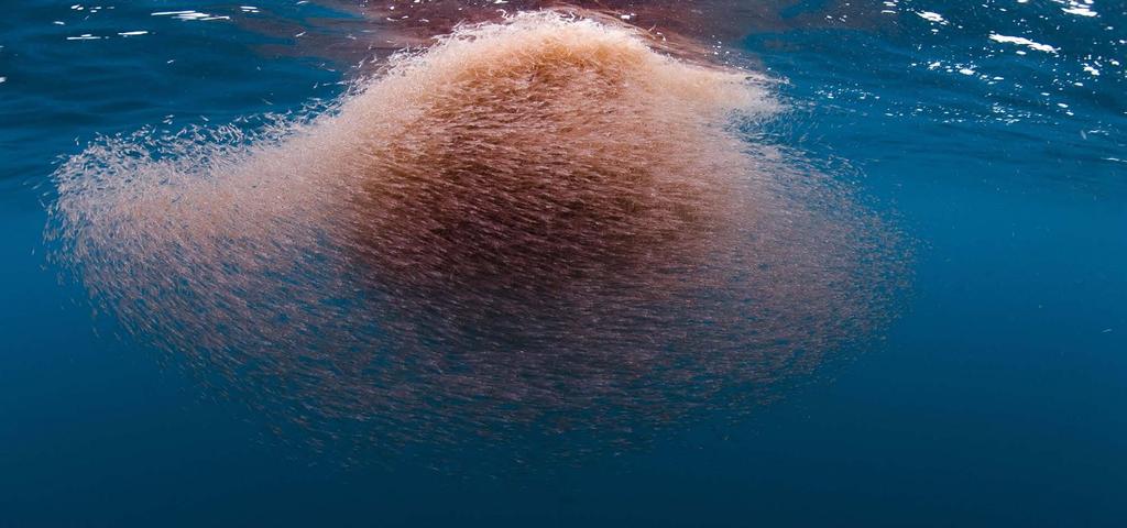 Antarctic Krill (Euphausia Superba) Antarctic Krill are swimming