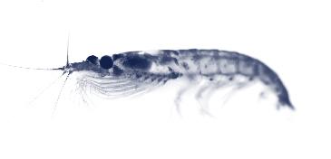 RIMFROST KRILL COLLECTION Strength and wellness from the icy AND PRISTINE Antarctic waters The Antarctic krill (Euphausia Superba) is an amazing tiny shrimp-like creature: pure and strong.