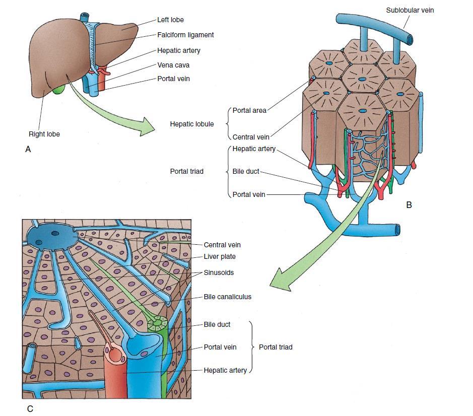 Contents of the Classic Liver Lobule: the rows of hepatocytes should be next to each other; remember canaliculi 1- Anastomosing plates of hepatocytes.