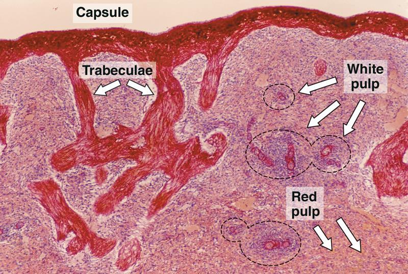 Spleen Stroma of Spleen 1- Capsule: Is covered by visceral layer of peritoneum; mesothelium. Is formed of fibromuscular C.T. (Dense fibrous C.T. + smooth muscle cells).