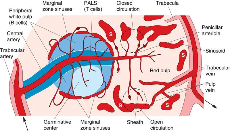 Splenic blood sinusoids: Surrounded by the pulp Are lined with elongated fusiform endothelial cells with large intercellular spaces &