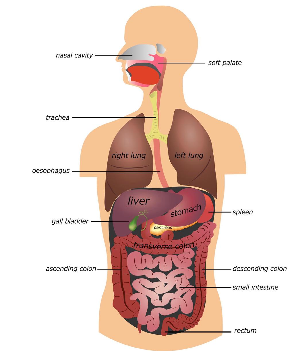 13.3 Digestive system The task of the digestive system is the physical and chemical breakdown of food.