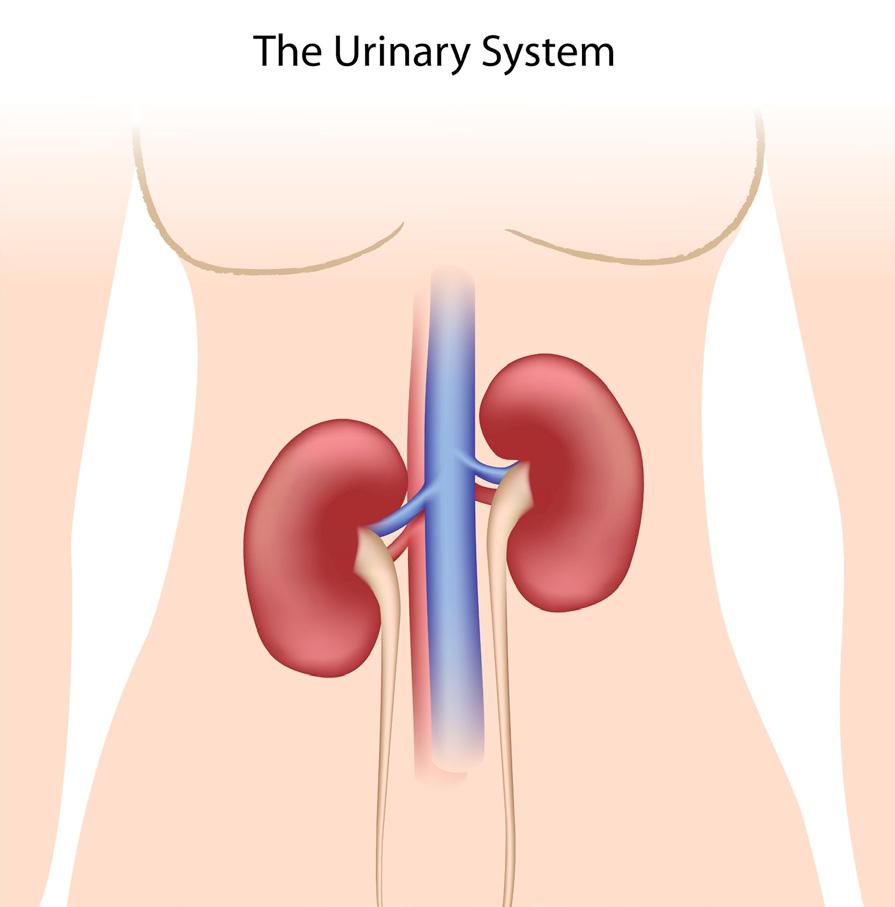 13.5 The kidneys The kidneys are found just under the ribcage above the small of your back. The blood arrives through the renal artery and leaves in the renal vein.