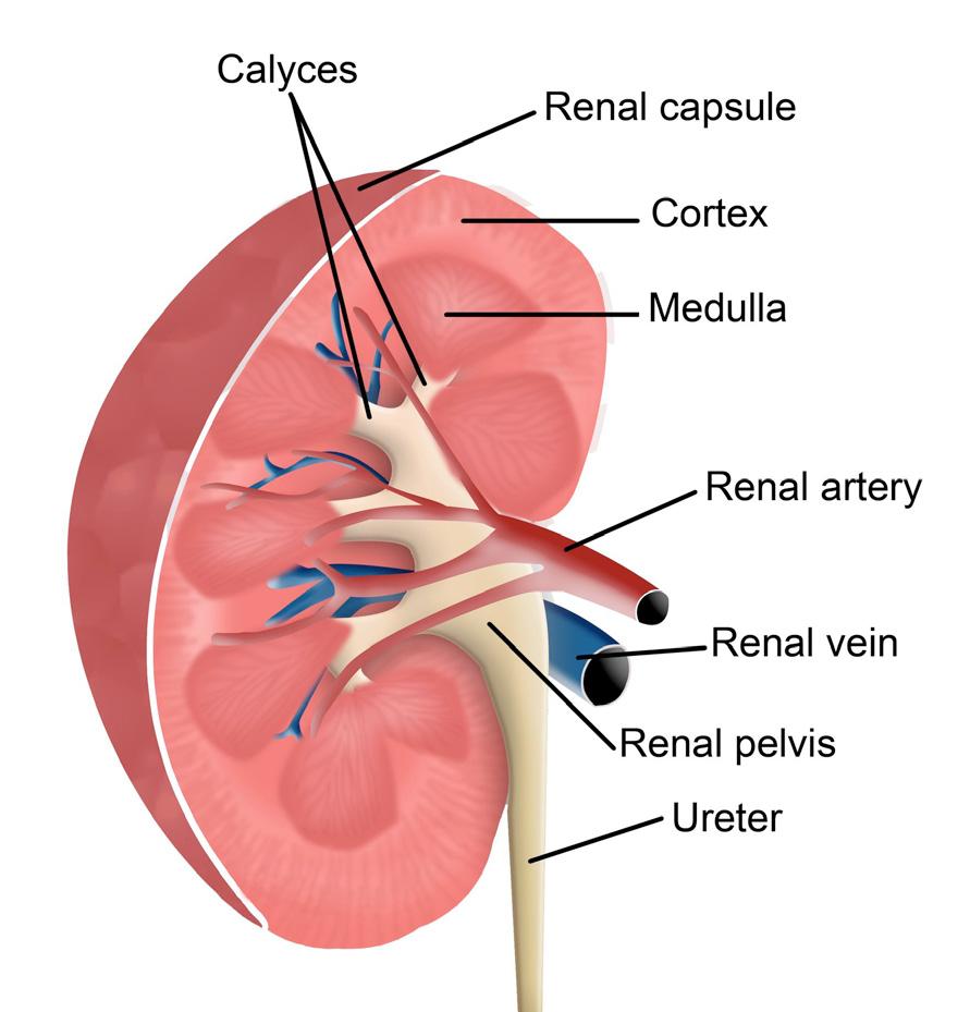 Renal Artery Renal Vein Kidney Blood enters the kidney through the renal artery.