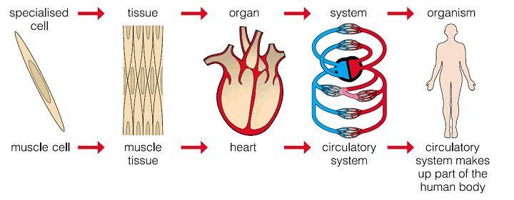 How is the human body organized?