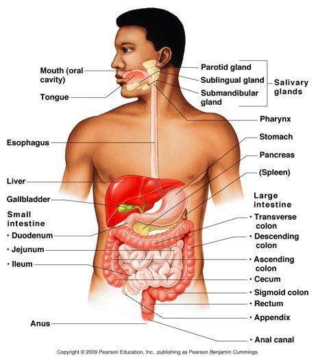 What is the main purpose of the digestive system?