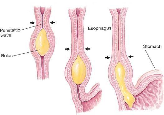 What is the esophagus? The esophagus connects the mouth to the stomach Does gravity force food down?