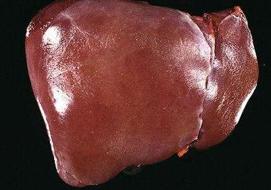 What does the liver do? What role does the liver play in homeostasis?