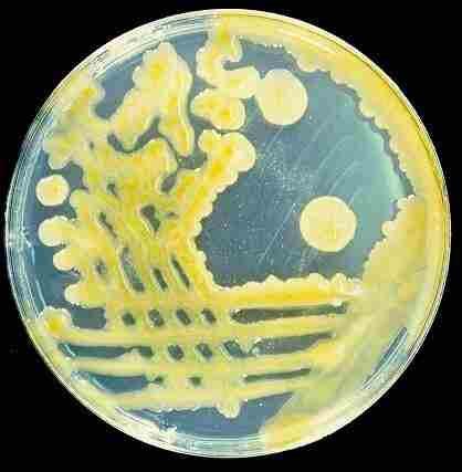 Xanthan A bacterial