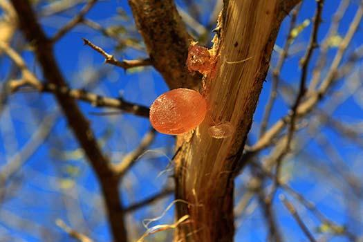 Gum Arabic An exudate gum Source Acacia trees Sudan and other African countries Produced naturally as teardrop shaped