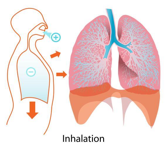 Inhaled / Intranasal Route Intranasal spray devices for fentanyl Metered inhalers with improved
