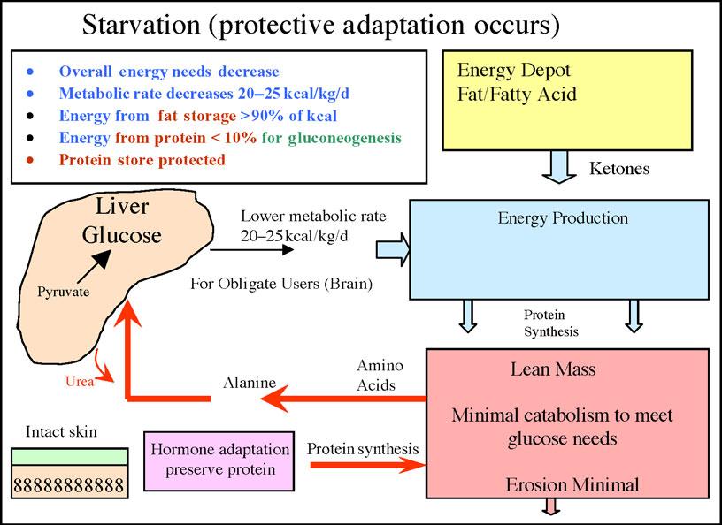 eplasty VOLUME 9 Figure 9. Starvation mode: protection of LBM. Hormone adaptation increases fat use for fuel with energy demands being decreased overall.