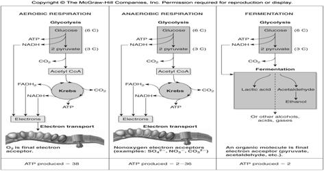 Fermentation of ethyl alcohol and lactic acid Pyruvate mixed acid fermentation diverse products 53 54 Respiration comparison