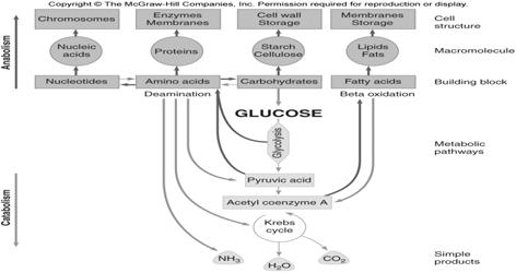 Amphibolic Overview of anabolic and catabolic relationships Integration of the catabolic and anabolic pathways Intermediates serve multiple purposes 57 58 Gluconeogenesis Pyruvate (intermediate)