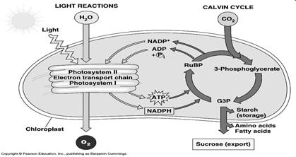 Fatty acids Nitrogen bases Vitamins 61 62 Photosynthesis free power!