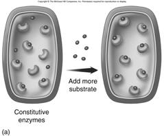 Constitiutive and Regulated enzymes Reaction types Condensation (associated