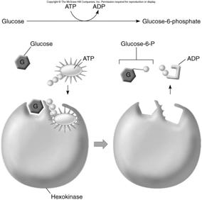 AMP grows to ATP, each stage higher in energy Phosphorylation of glucose by ATP 33 ATP can phosphorylate an organic molecule like glucose during catabolism 34 ATP can be synthesized by