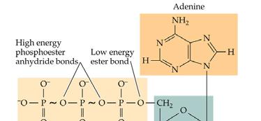 ATP and Energy Adenosine triphosphate two of the phosphate bonds are high