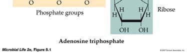 6 The Role of ATP in Metabolism Reactions in which the terminal phosphate