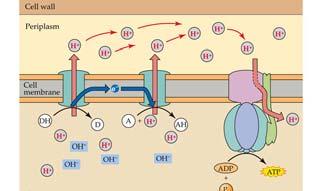 ATP is produced by three processes: phosphorylation p Two reactions are coupled to make ATP.