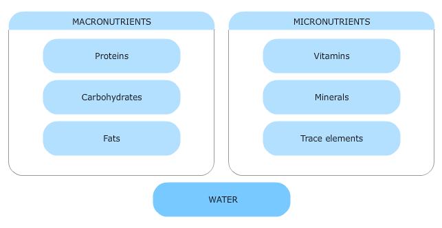 Macronutrients: need in relatively large amounts Carbohydrates, lipids,