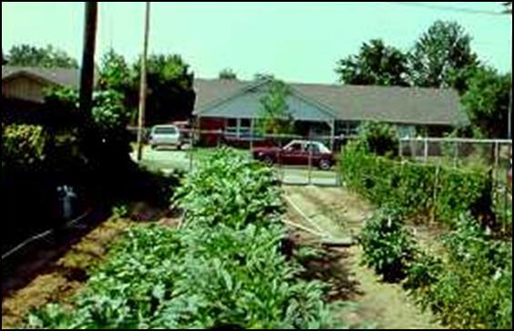 PLANTING YOUR OWN Consider using some yard space to grow food Remember the food isn t free (seeds and/or plants, water, fertilizer, equipment ) Food is fresh,