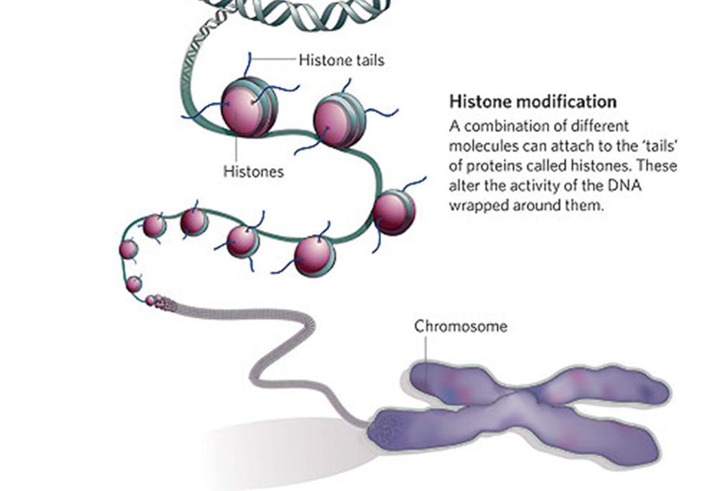 Epigenetic Modification Three main sources (so far) Histone modification Autoregulatory
