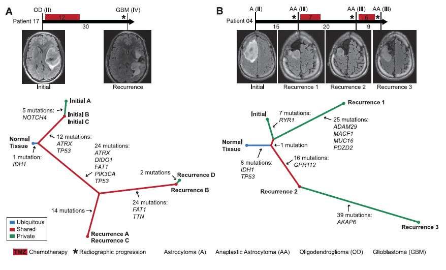 Phylogenetic Tree of Clonal Branching in Two Glioma Patients From: B. E. Johnson et al.