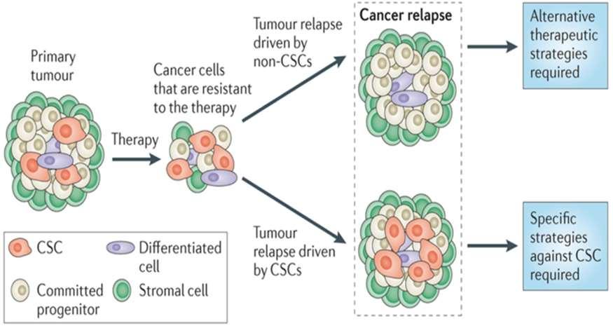 Implications of Different Cell-of-Origin Models for Cancer on Therapeutic
