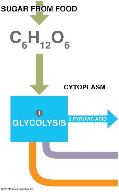 Cellular respiration is divided into three stages: