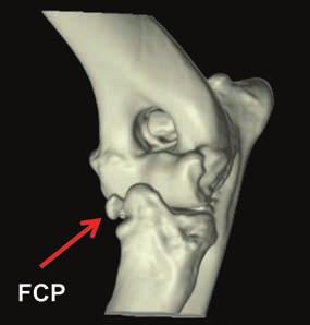 (C) Normal anatomy of the canine left elbow joint (medial aspect). reconstruction of the joint for thorough evaluation of specific regions of the elbow.