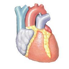 The Cardiovascular System The Cardiovascular System provides oxygen and nutrients; delivers hormones and cells of immune system; carries away carbon dioxide, waste