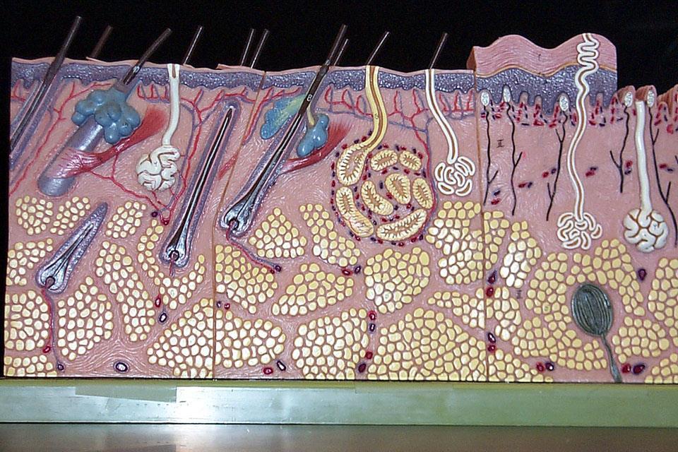 Chapter 5: The Integumentary