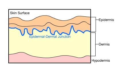 Epidermis The Integument - Layers epi - upon Tissue Stratified Squamous Dermis Makes up the bulk of the skin Vascularized