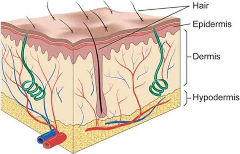 Skin Anatomy Largest Organ Three Main Layers Epidermis Outermost layer Cells constantly shed/replaced Dermis true skin framework of elastic connective tissue