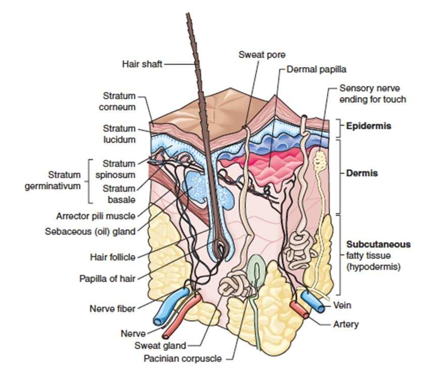 Two Types of Glands Sudoriferous Glands sweat glands coiled tubes in dermis open on surface of skin at pores Sebaceous Glands oil glands that open onto hair follicles produce sebum