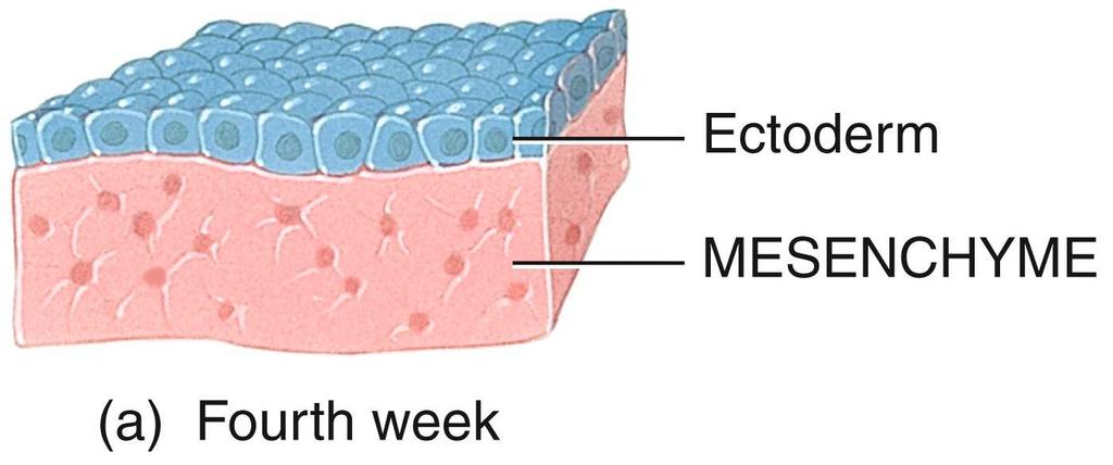 Development of the Integumentary System The epidermis develops from the ectoderm.