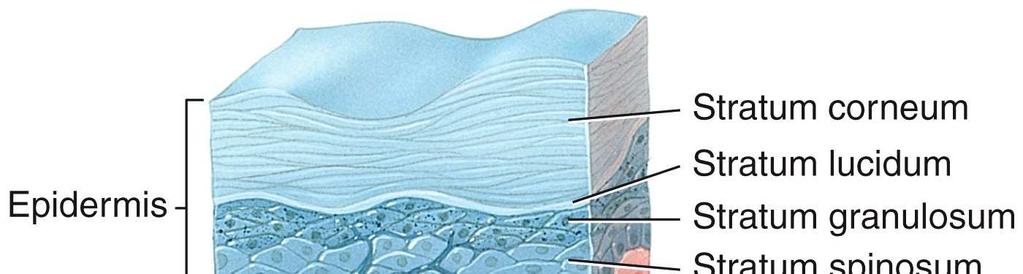 Development of the Integumentary System The dermis develops from the mesoderm.