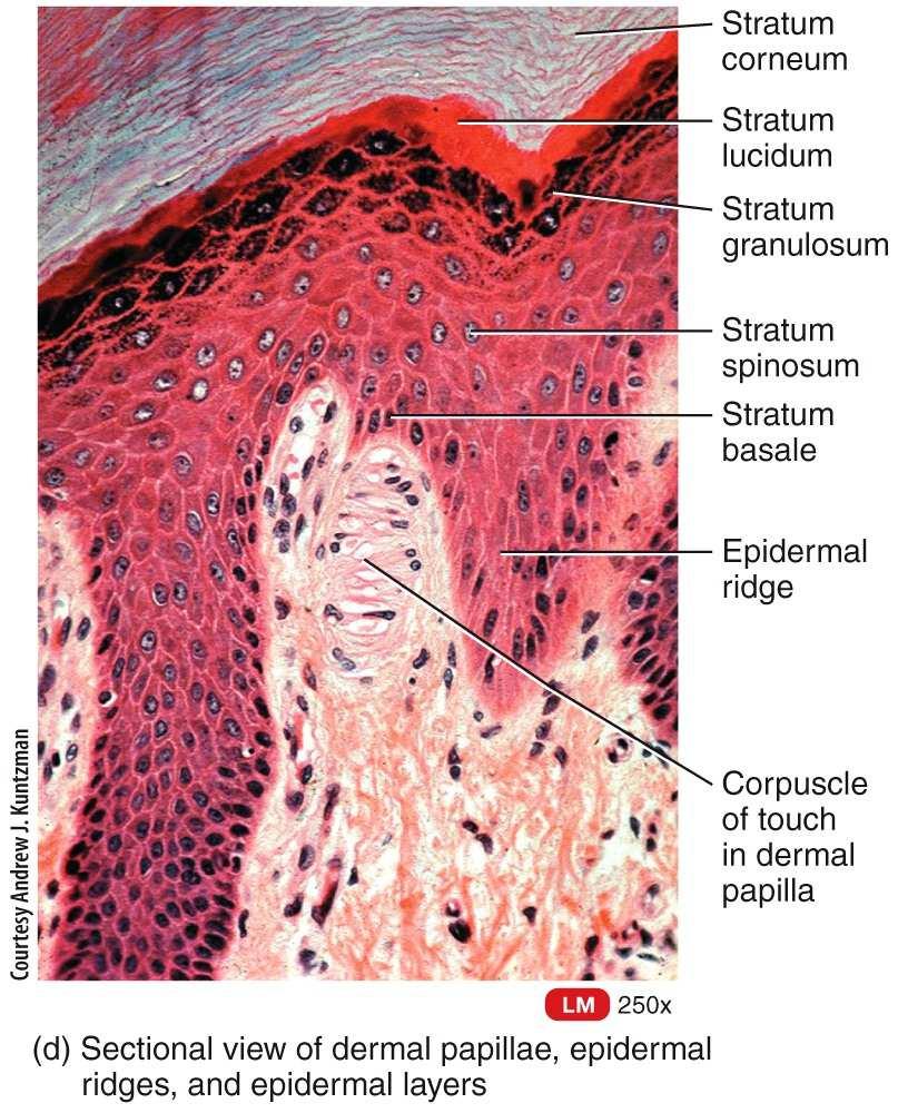 The epidermis is composed of four layers in thin skin, and five layers in thick skin.