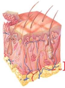 The Dermis The dermis is composed of connective tissue containing collagen and elastic fibers.