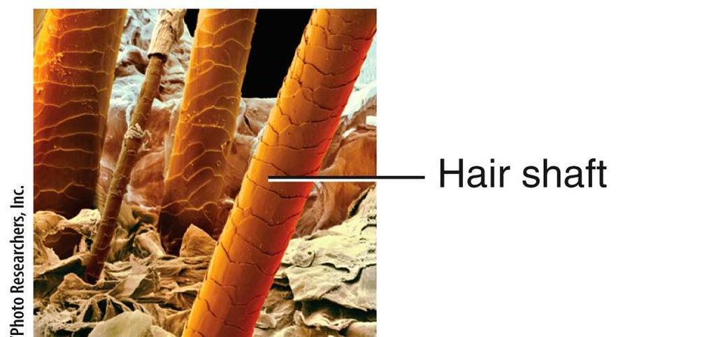 Hair The parts of a
