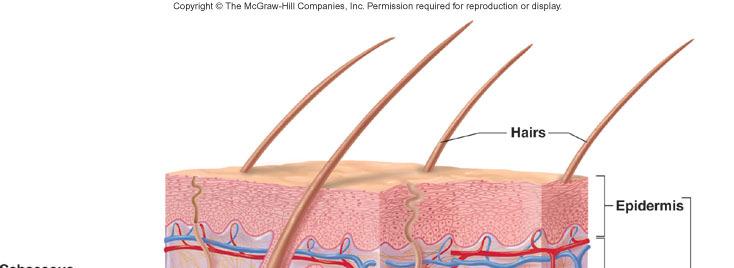 Hypodermis Deep to skin Consists of loose connective tissue with collagen and elastic fibers Types of cells Fibroblasts Adipose cells