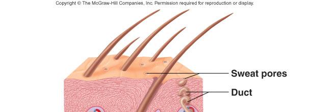 Accessory Skin Structures: Glands Sebaceous Glands