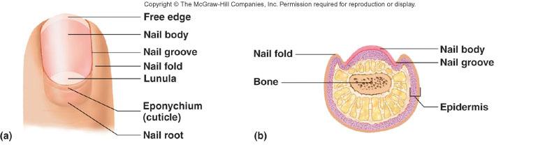 Accessory Skin Structures: Nails Anatomy Nail body: stratum corneum Eponychium or