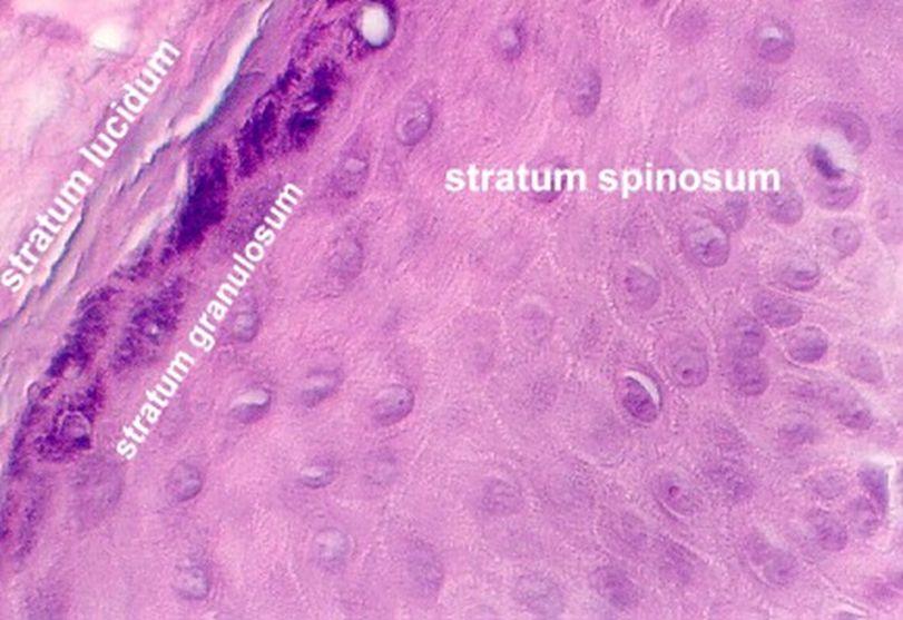STRATUM SPINOSUM Living cells Dividing