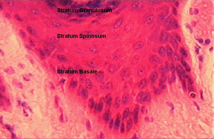 STRATUM GRANULOSUM Poor nutrient supply Flattened layer of