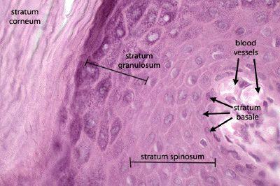 STRATUM CORNEUM 25-30 cells thick Cells are filled with